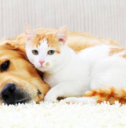 Es gibt viele Haustierarten. Manche davon passen zu bestimmten Sternzeichen besonders gut.