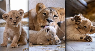 Sensacja w Śląskim Ogrodzie Zoologicznym. Urocze maluchy pod szczególnym nadzorem