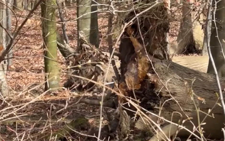 Tragedija u Nemačkoj na Uskrs