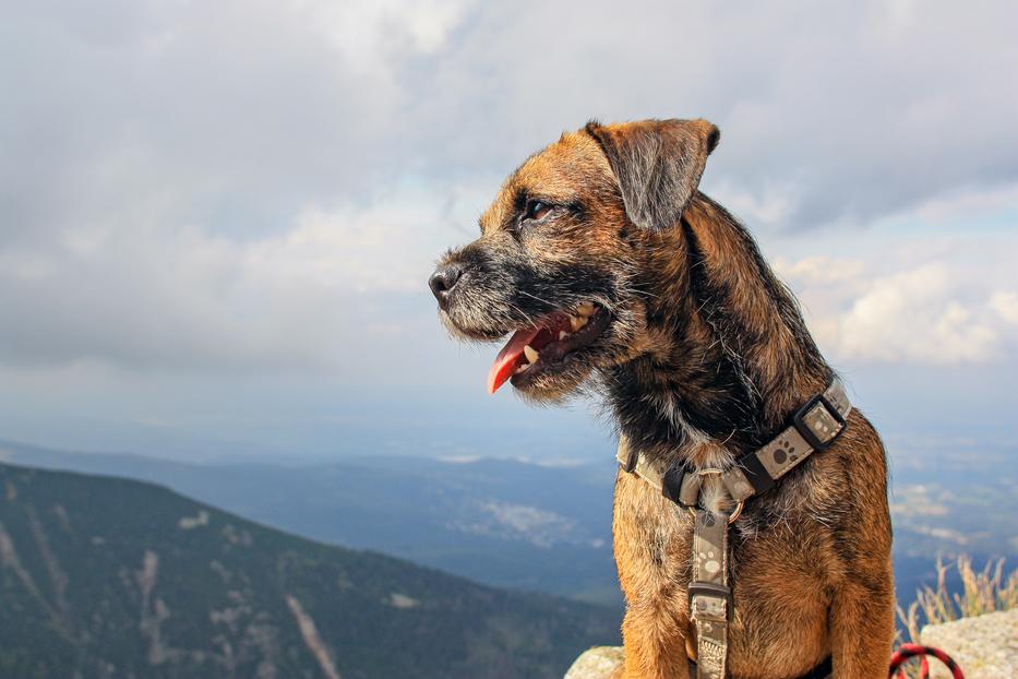 A Border terrier is sokáig hű társad lehet Fotó: Getty Images