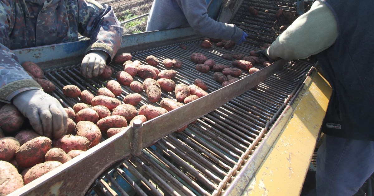 Ziemniaczany kryzys w całym kraju. Polscy rolnicy mówią o załamaniu. Proszą o pilną pomoc