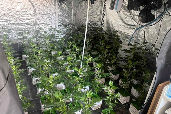 U STANOVIMA NAPRAVIO LABORATORIJE MARIHUANE Velika akcija policije na Zvezdari, pronađeno 350 biljaka kanabisa (FOTO)