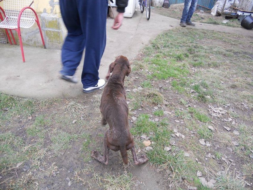 Izmučeni i gladni: Korak po korak ka boljem domu   Ako neko želi da pomogne: ORGANIZACIJA ZA PRAVA I ZAŠTITU ŽIVOTINjA KRUŠEVAC - "ORPAK" Ul. Cankareva 7/18, 37000 Krusevac ERSTE BANK a.d. NOVI SAD ŽIRO RAČUN: 340-11004665-79 Broj telefona: +381638822412 od 9h do 21h