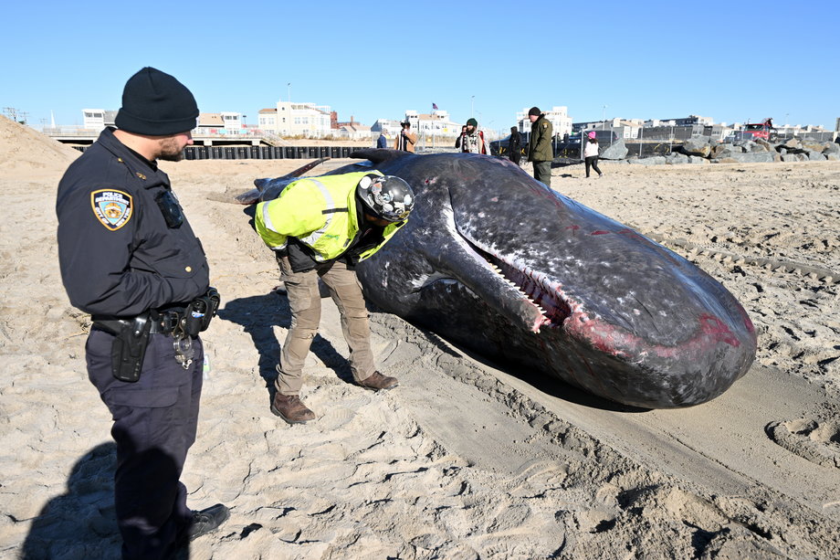 Duat Mai stoi na grzbiecie martwego wieloryba na Ocean Beach w San Francisco, 6 maja 2019 r. 