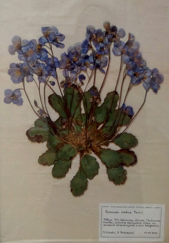 Ramonde su poznate i kao feniks biljke: Srpska ramonda