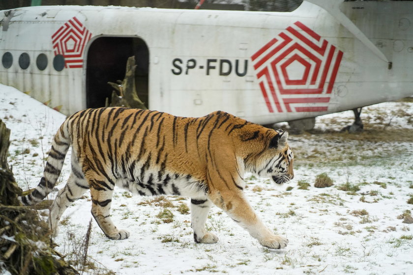 W zoo zwierzaki zimy się nie boją