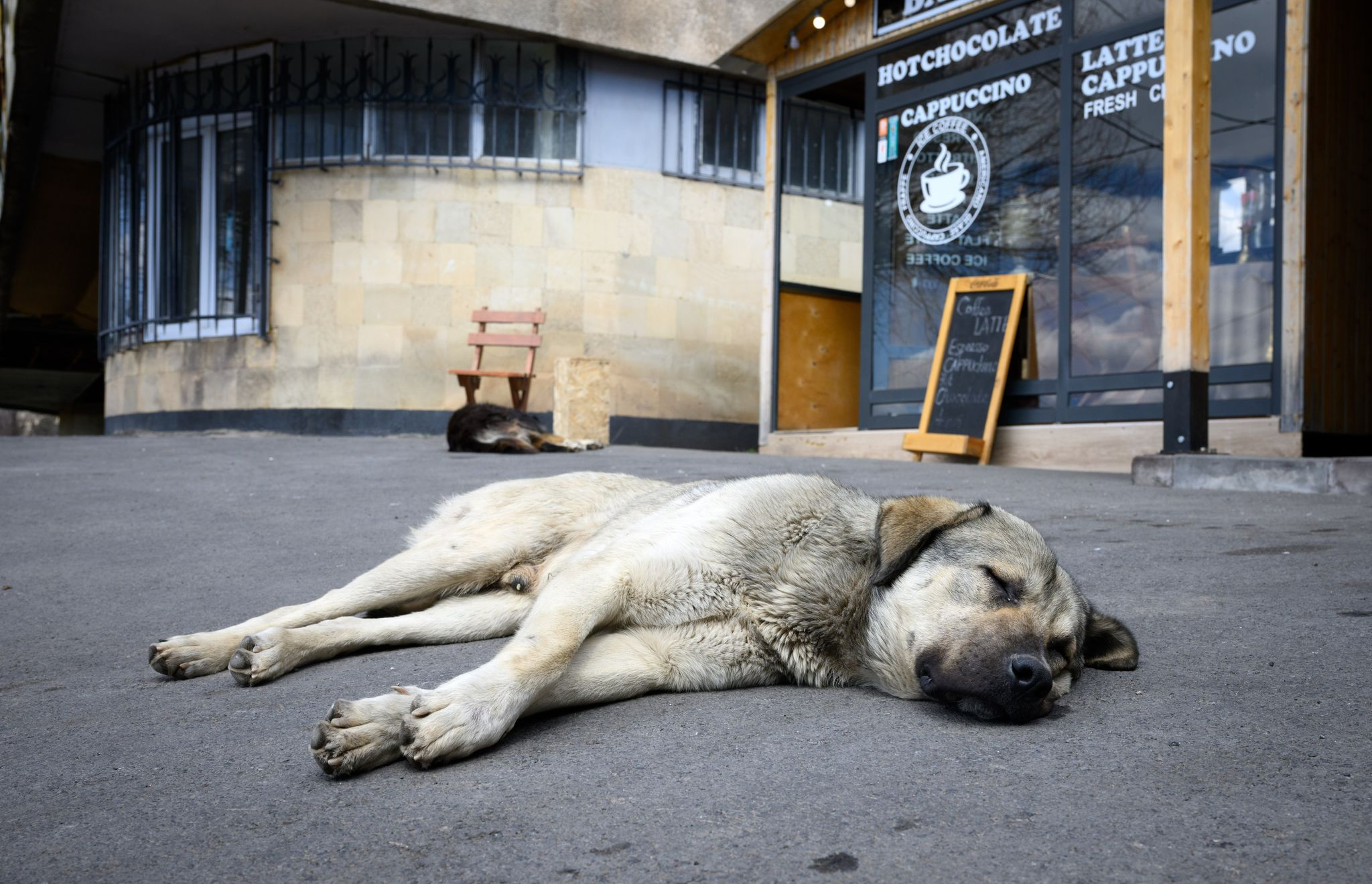 Experten warnen vor Straßenhund-Import aus dem Ausland