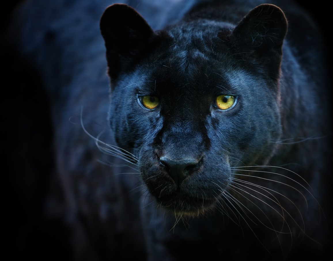 Uzavretosť a tajomnosť symbolizuje leopard.