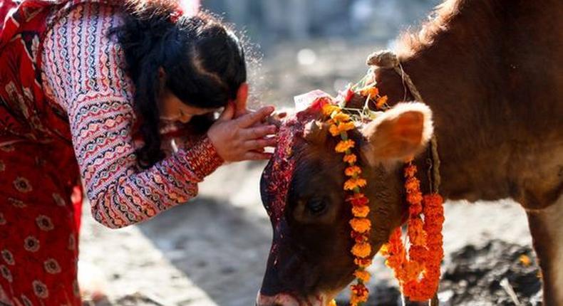 Cows are considered sacred in India [Pinterest]