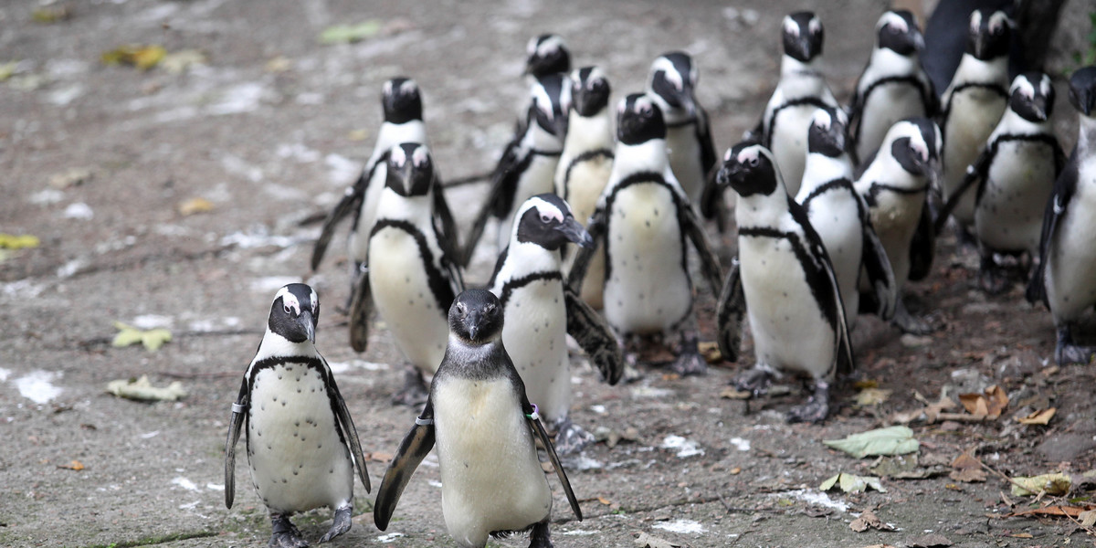Pingwiny w zoo