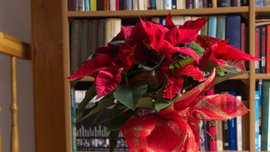 Gwiazda betlejemska: W tym miejscu nigdy jej nie stawiaj. Już jej potem nie odratujesz