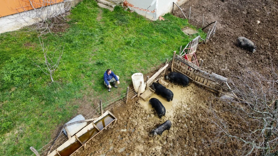 Svinje gimnastičarke