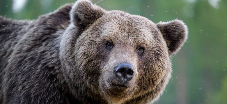Jest pozwolenie na odstrzał 3 niedźwiedzi w Bieszczadach. To ostateczność?