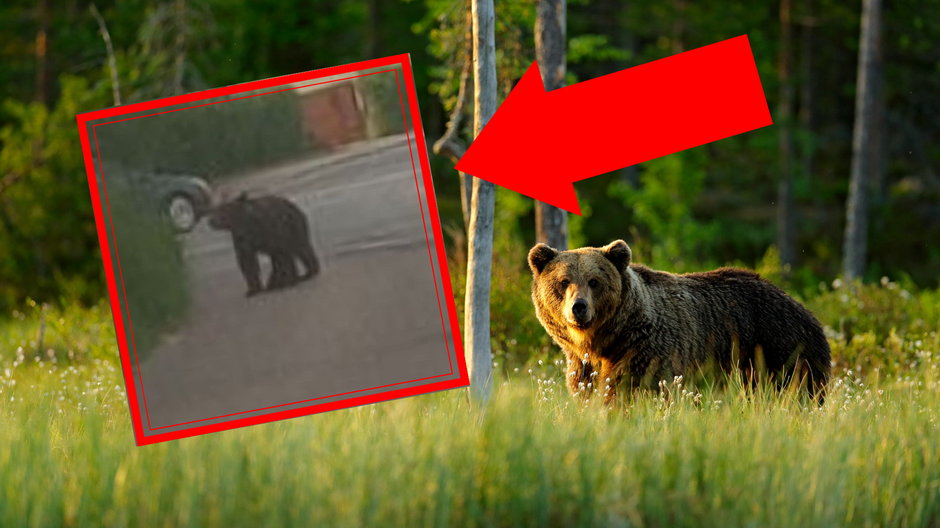 Niedźwiedź brunatny w Nowcm Sączu