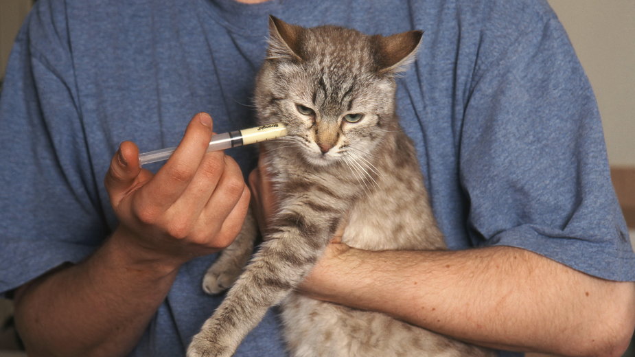 Zbyt duża ilość sierści w przełyku kota może doprowadzić do jego problemów ze zdrowiem -  CALLALLOO CANDCY/stock.adobe.com