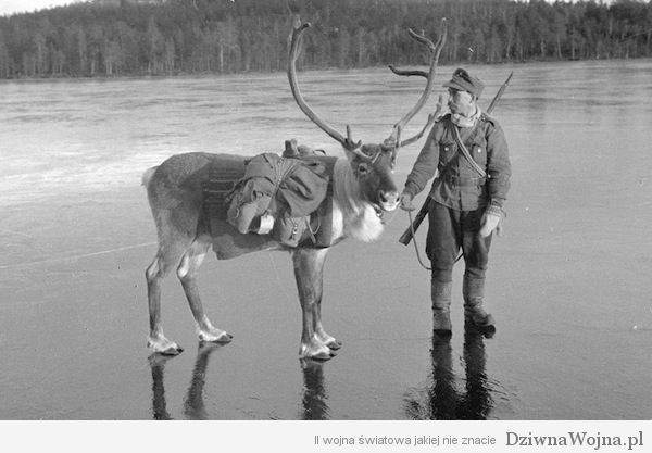 Renifer bojowo-bagażowy (Finlandia 1941)