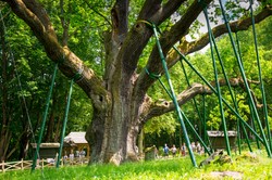 Najstarsze drzewa w Polsce. Czy znasz te wiekowe giganty? Po ile mają lat?