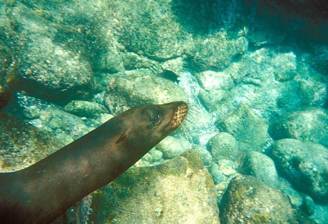 Galeria Ekwador - Wyspy Galapagos, obrazek 10