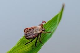 czy mróz zabija kleszcze? w jakiej temperaturze giną kleszcze? kleszcze a mróz zimą 2026 jaka temperatura zabija kleszcze