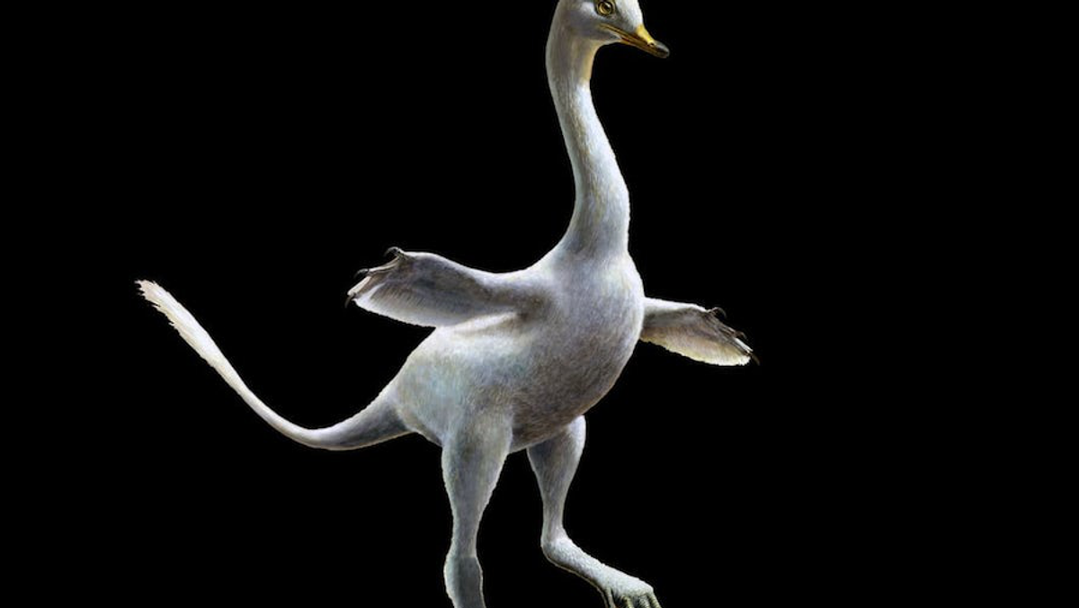 Halszkaraptor escuilliei dinozaur raptor