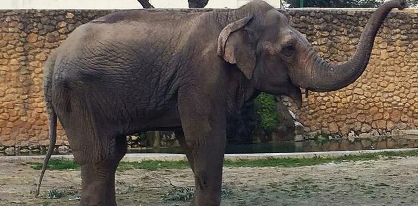 Tragedia w hiszpańskim zoo. Wszystkiemu winna depresja i samotność