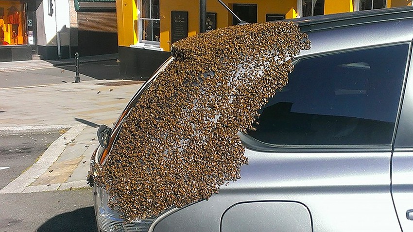 Pčele su pratile auto