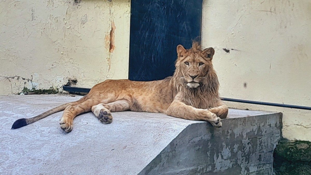 Zoološki vrt Palić, arhiva