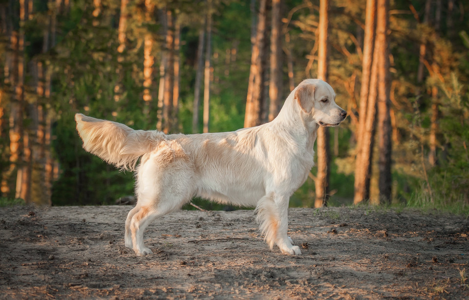 Golden retriever