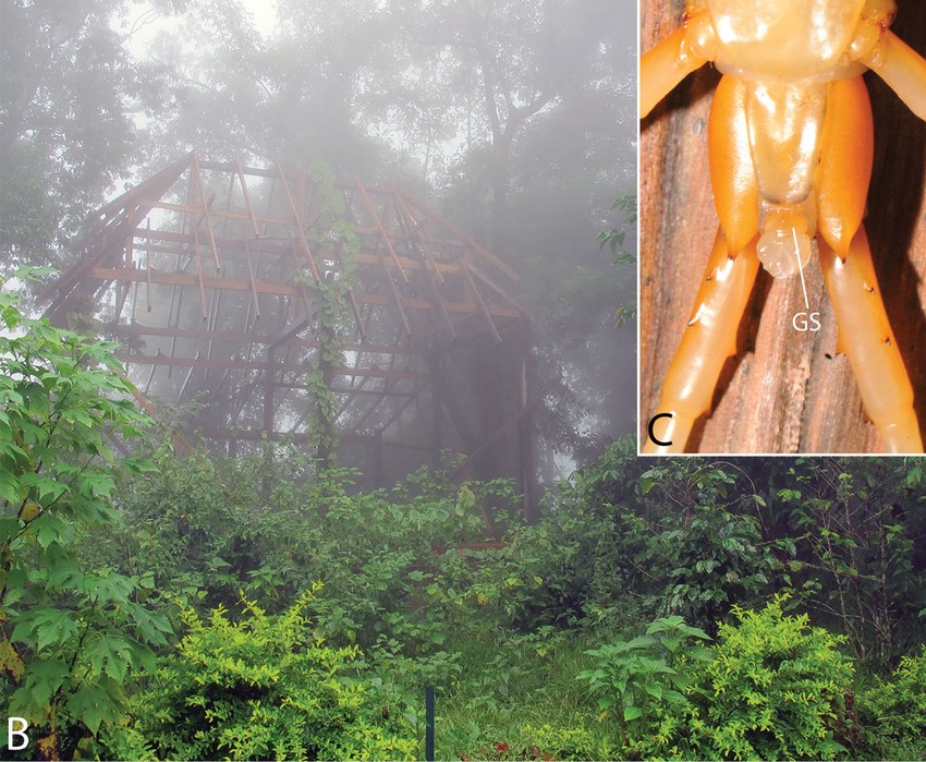 Slika stonoge i njenog staništa