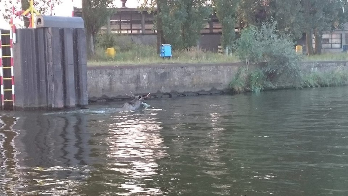 Najczęściej pomagają ludziom, choć czasem zdarzają się też zwierzęta. Tym razem jednak widok pływającego w Odrze łosia zaskoczył samych ratowników Wodnego Ochotniczego Pogotowia Ratunkowego w Szczecinie.