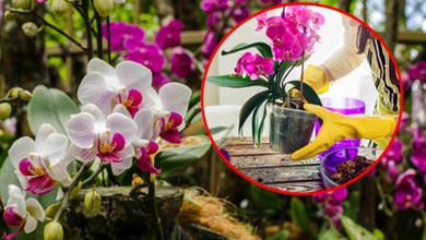 Wsyp garść do doniczki, a twój storczyk będzie wypuszczał kwiat za kwiatem