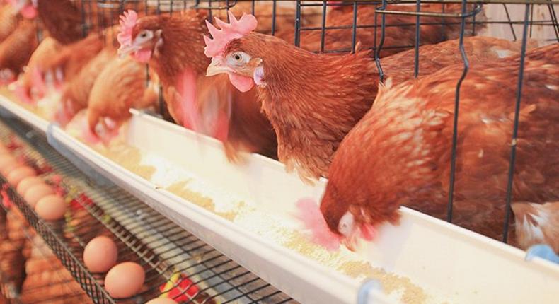 Two arraigned for stealing 2,514 chickens