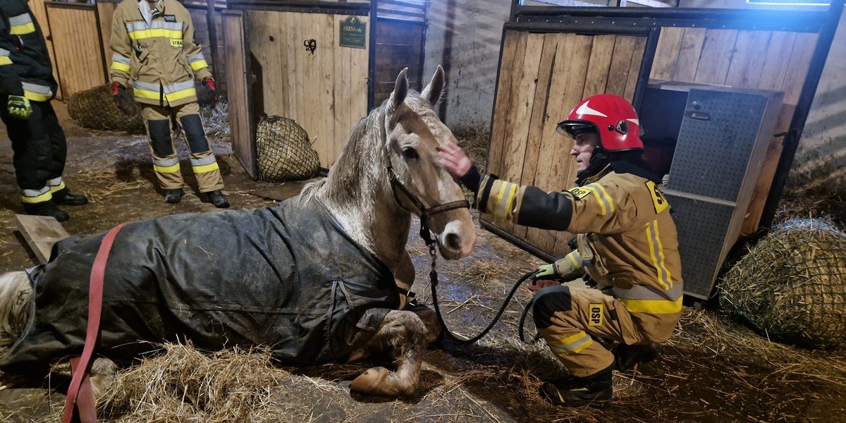 Konik w tarapatach. Konieczna była pomoc druhów z OSP.