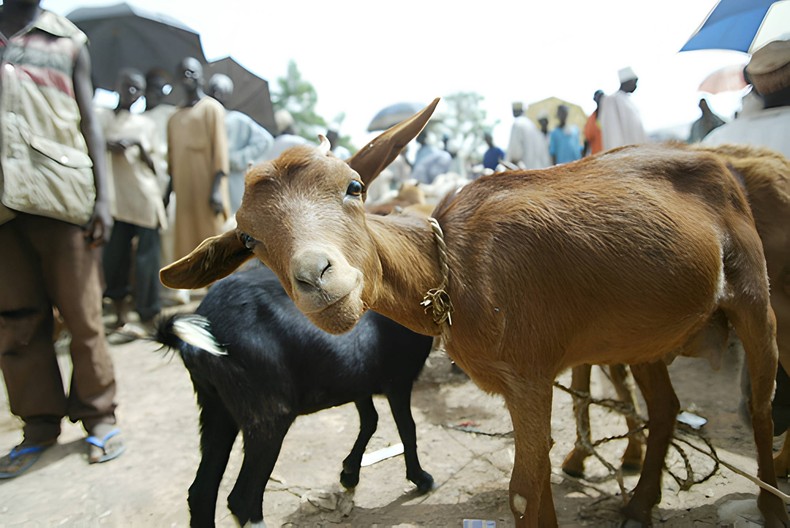 Humans can contract anthrax from domestic animals such as goats, pigs and cattle.