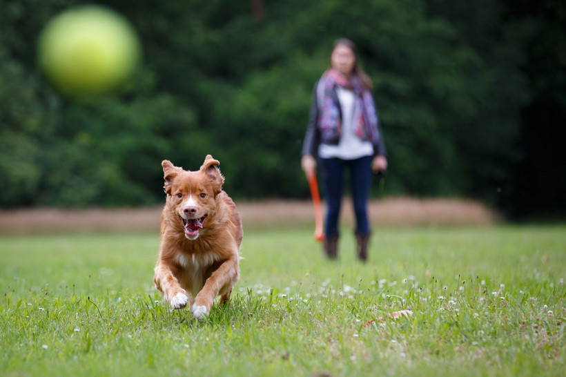 Wiele samorządów decyduje się wprowadzić zakaz przyprowadzania psów na tereny przeznaczone do zabaw dzieci (głównie place zabaw) oraz uprawiania sportu, a także na tereny rekreacyjne (np. parki)