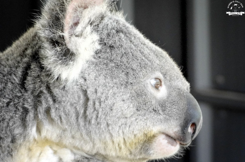 Koala wypatrujący gości, fot. whereisjuli.com