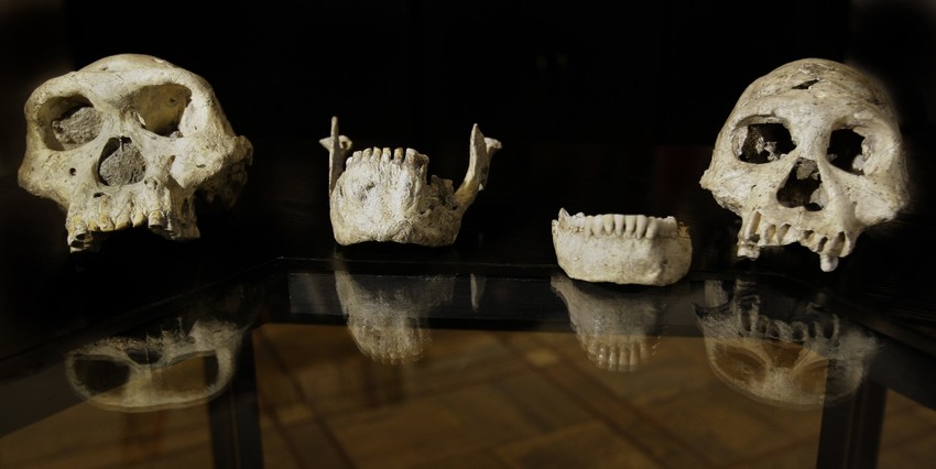 Osim lobanje, pronađeni su ostaci drugih ranih ljudskih predaka, kao i određeni broj životinjskih fosila