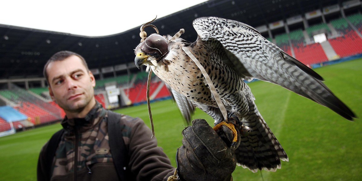 Sokolnik z ptakiem pracuje na stadionie