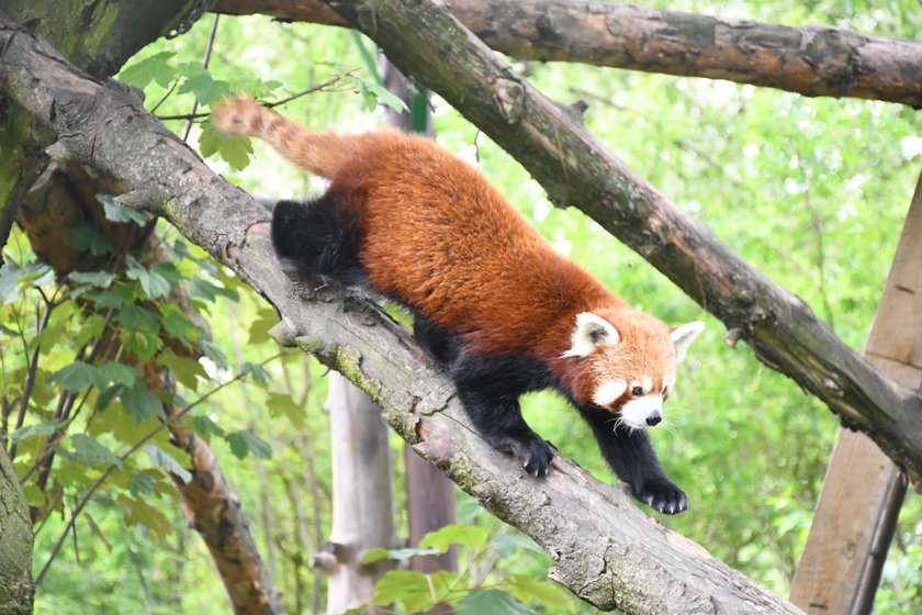 Chorzów. Otwarcie Śląskiego Ogrodu Zoologicznego w czasie epidemii koronawirusa 