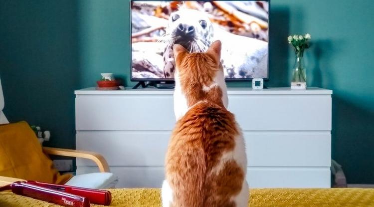 TV-t néző macska
