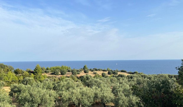 Maslinjak - ilustracija