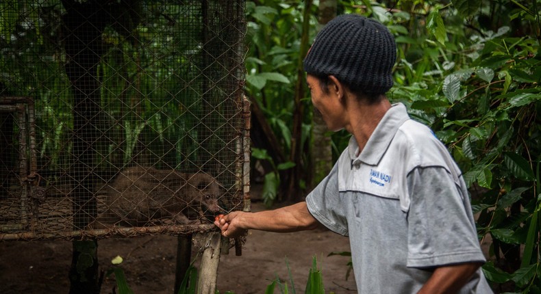 A caretaker feeds coffee seeds to a civet cat inside a kopi luwak coffee farm and caf in Bali, Indonesia.Nicky Loh/Getty Images