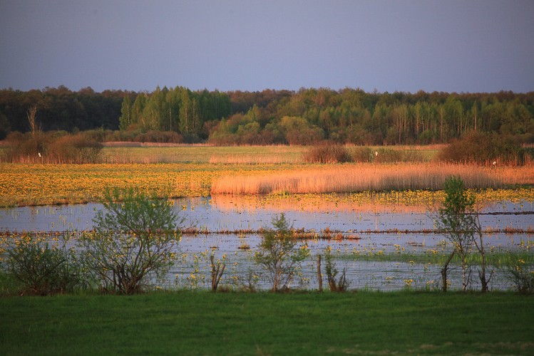 Wiosna nad Biebrzą