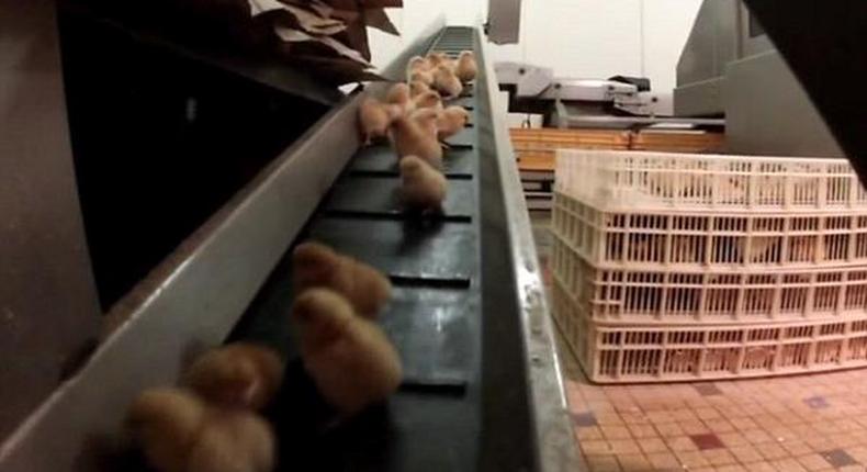 Male chicks on a conveyor belt, leading to the shredder where they meet their deaths