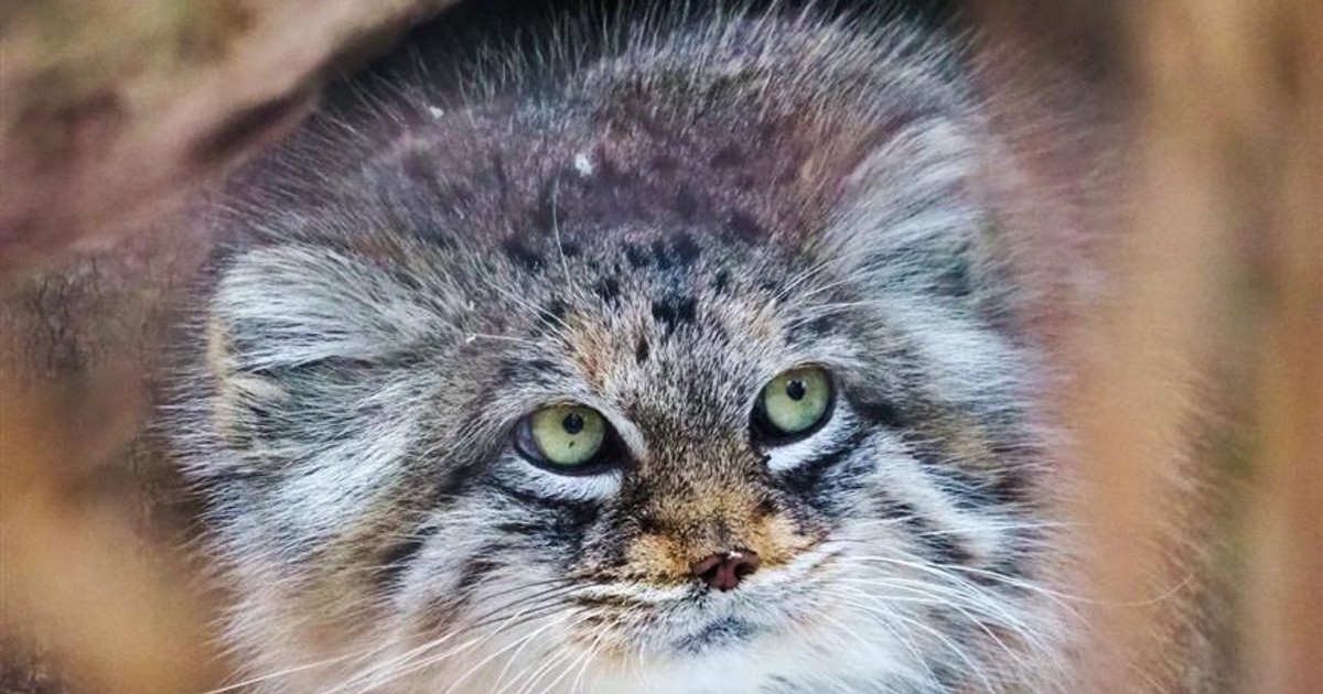 Warszawskie zoo ma nową gwiazdę! Jessie – manulka jest zwierzęciem roku. Kto jeszcze znalazł się na podium!