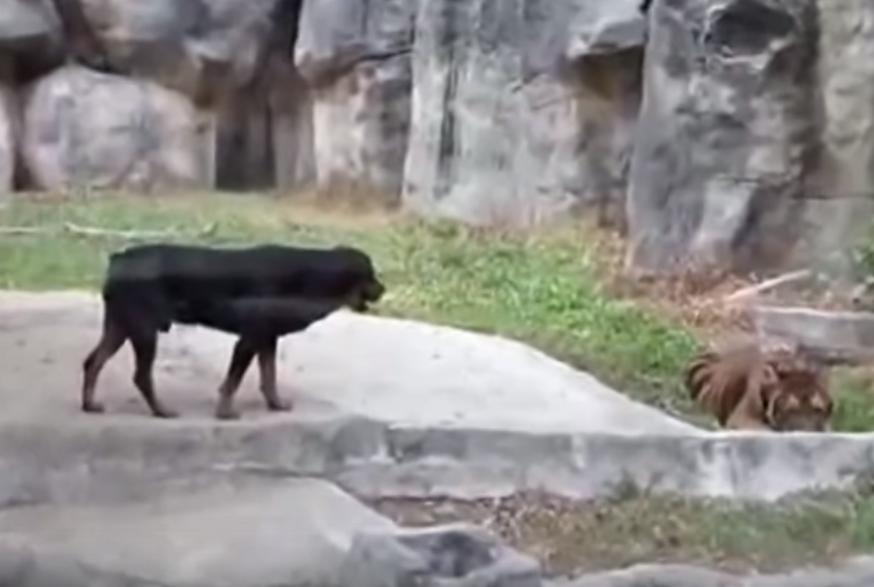 Két rottweiler el akarja venni egy tigris kajáját. Mi lesz ebből?