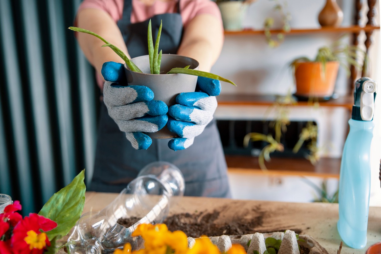 Ak aloe žltne aj pri správnej starostlivosti, môže ísť o prirodzené starnutie listov – stačí ich odstrihnúť.