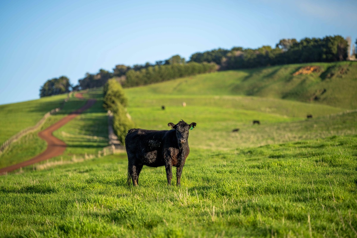 Komisja Europejska szykuje tarczę dla rolników. Nowy mechanizm ma chronić przed tanim importem