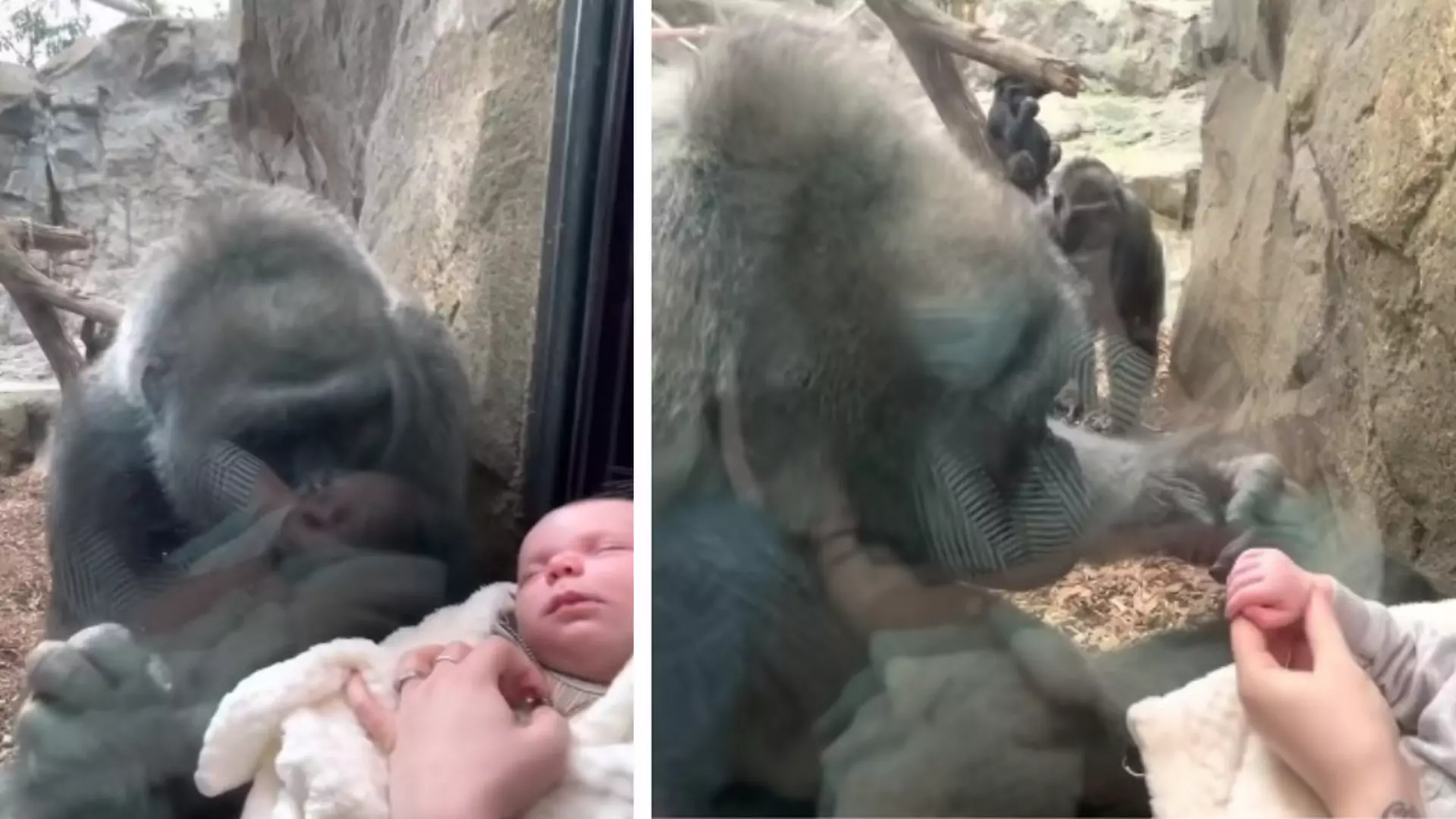 Zabrali noworodka do zoo. Nie spodziewali się takiej reakcji gorylicy