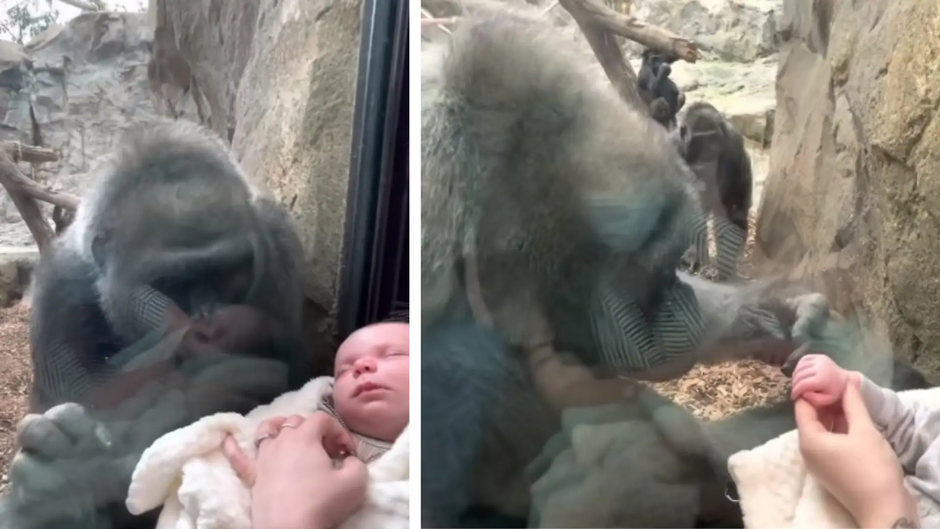 Zabrali noworodka do zoo. Nie spodziewali się takiej reakcji gorylicy